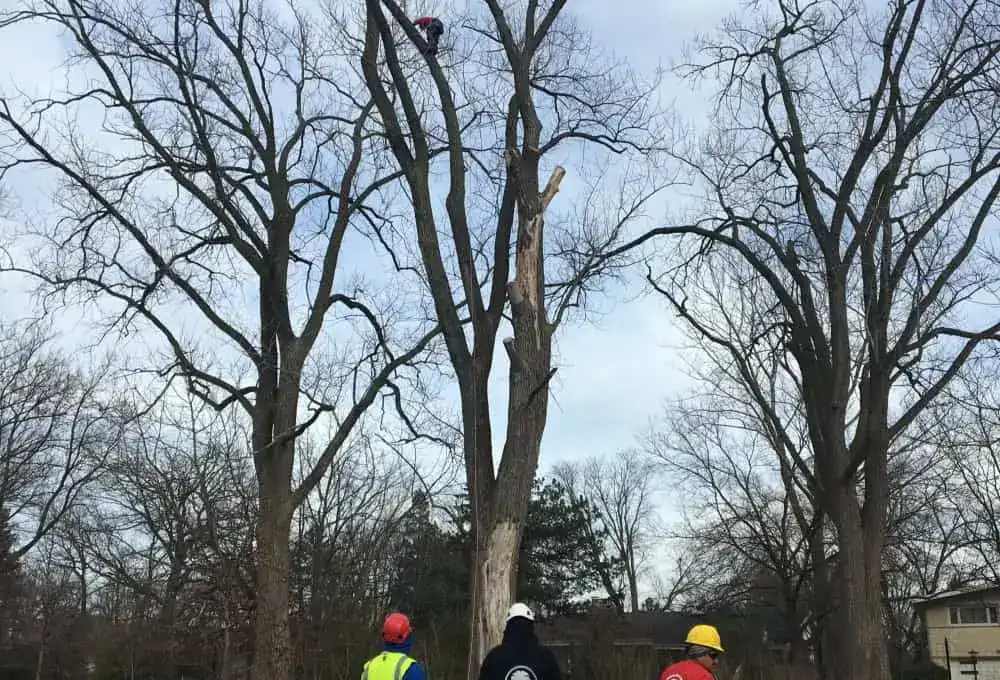 Tree Team Tree Team in Lincoln Square