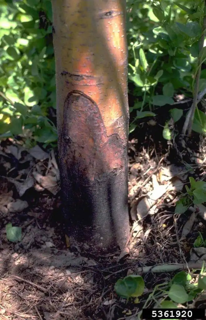 phytophthora root rot prr