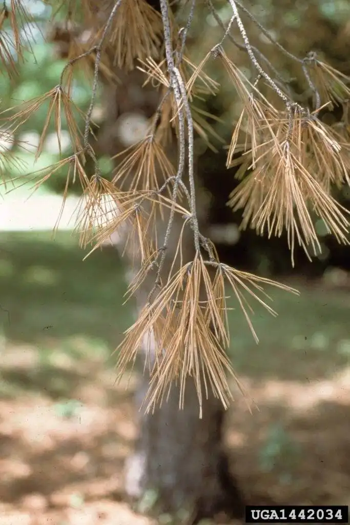 pine wilt nematode disease