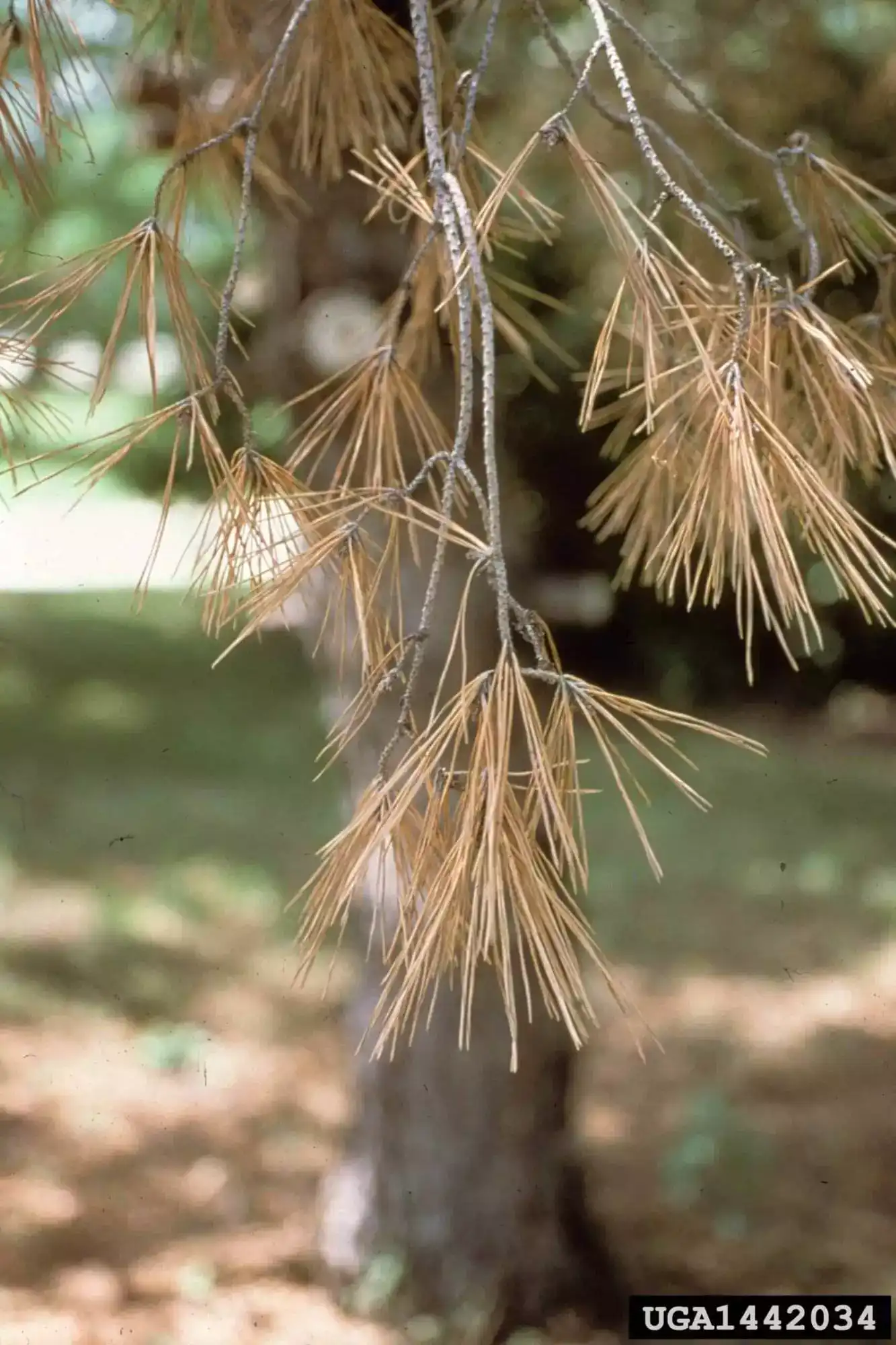pine wilt nematode disease