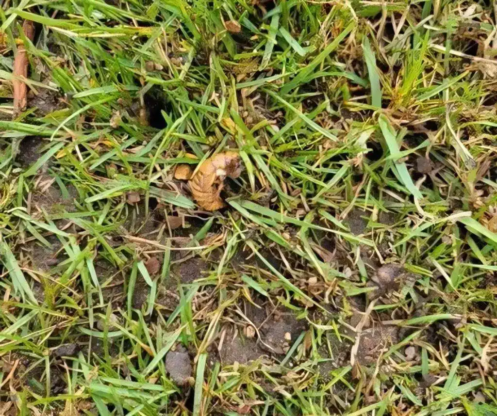 cicada in the grass