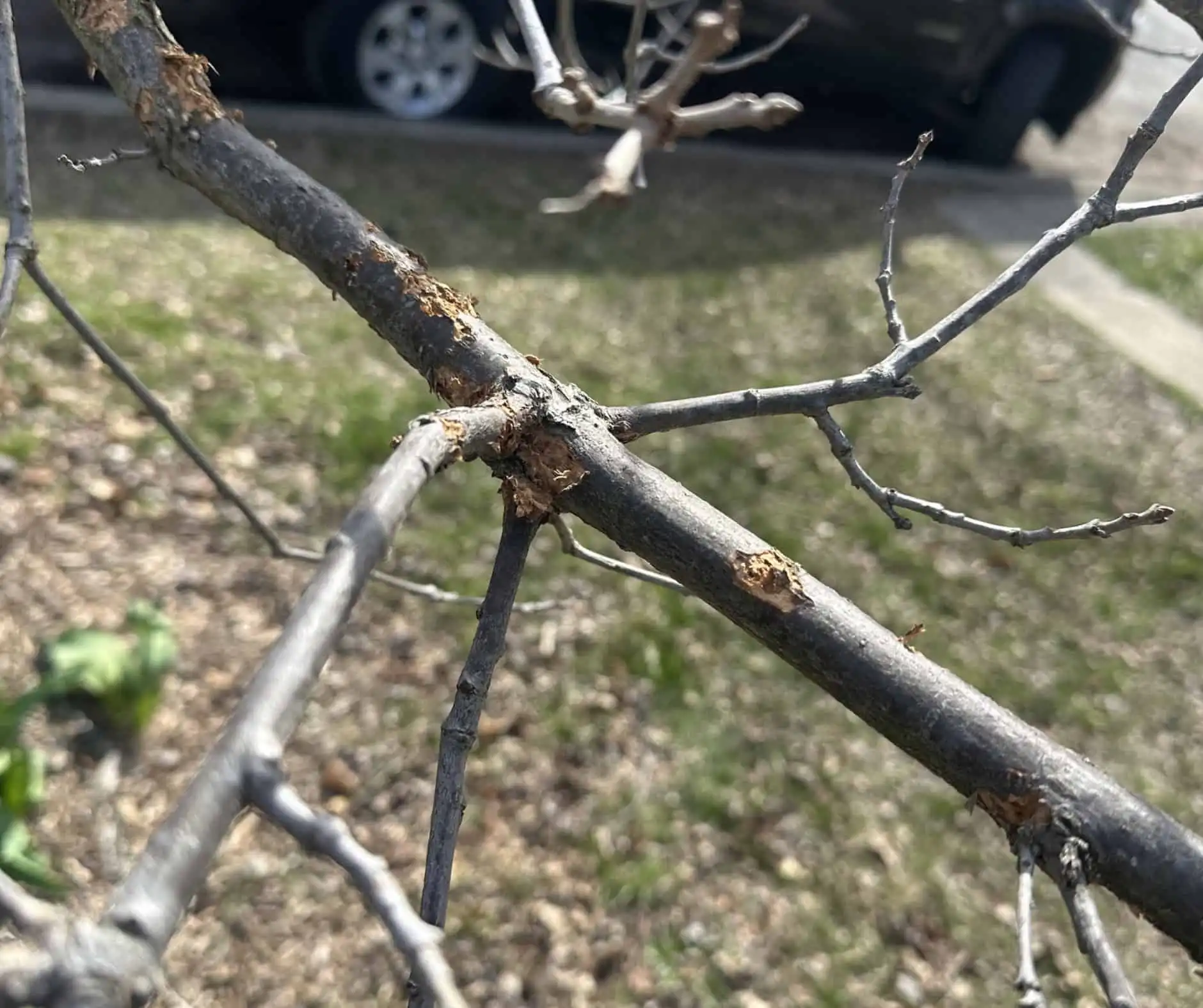 woodpecker oak bark damage