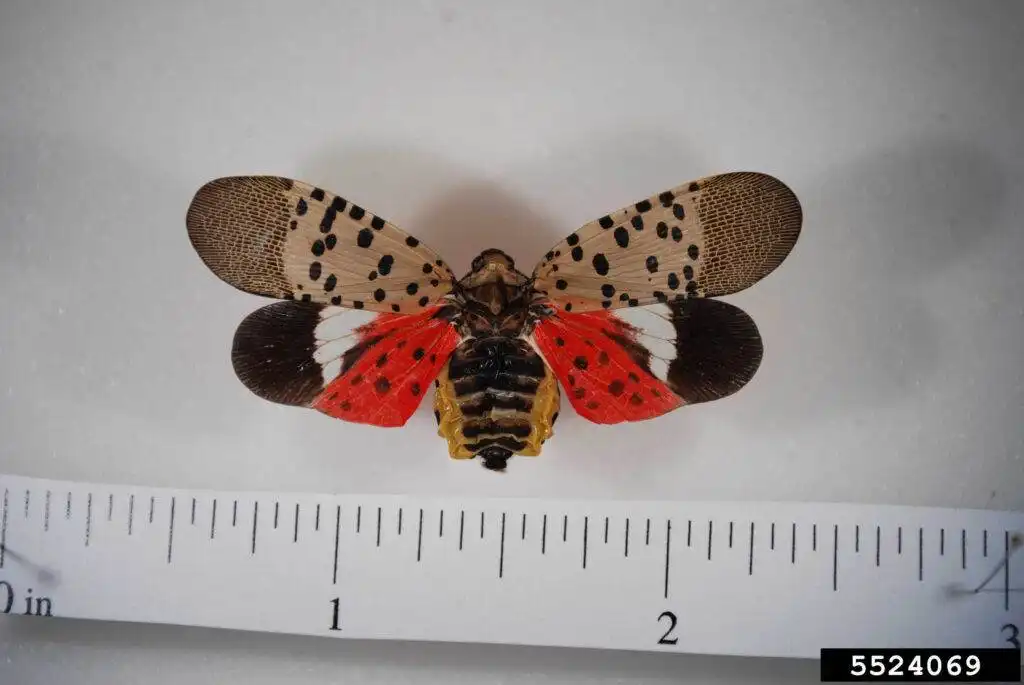 spotted lanternfly
