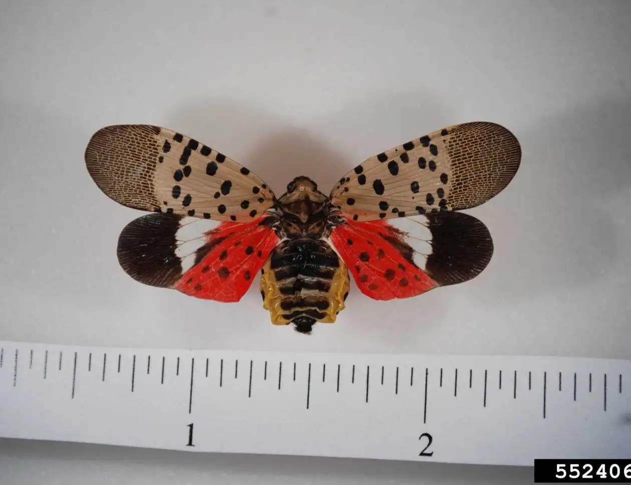 spotted lanternfly