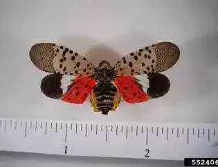 spotted lanternfly