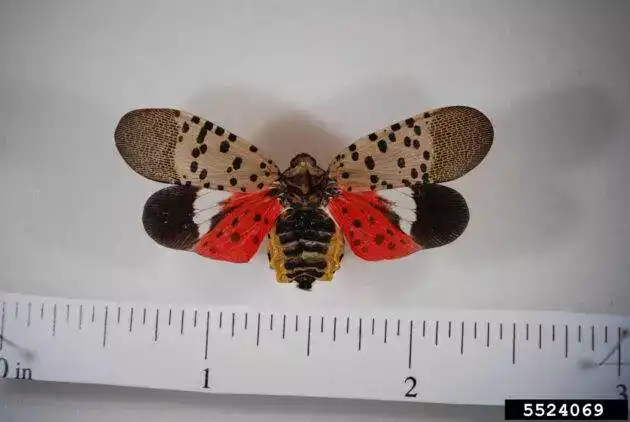 spotted lanternfly