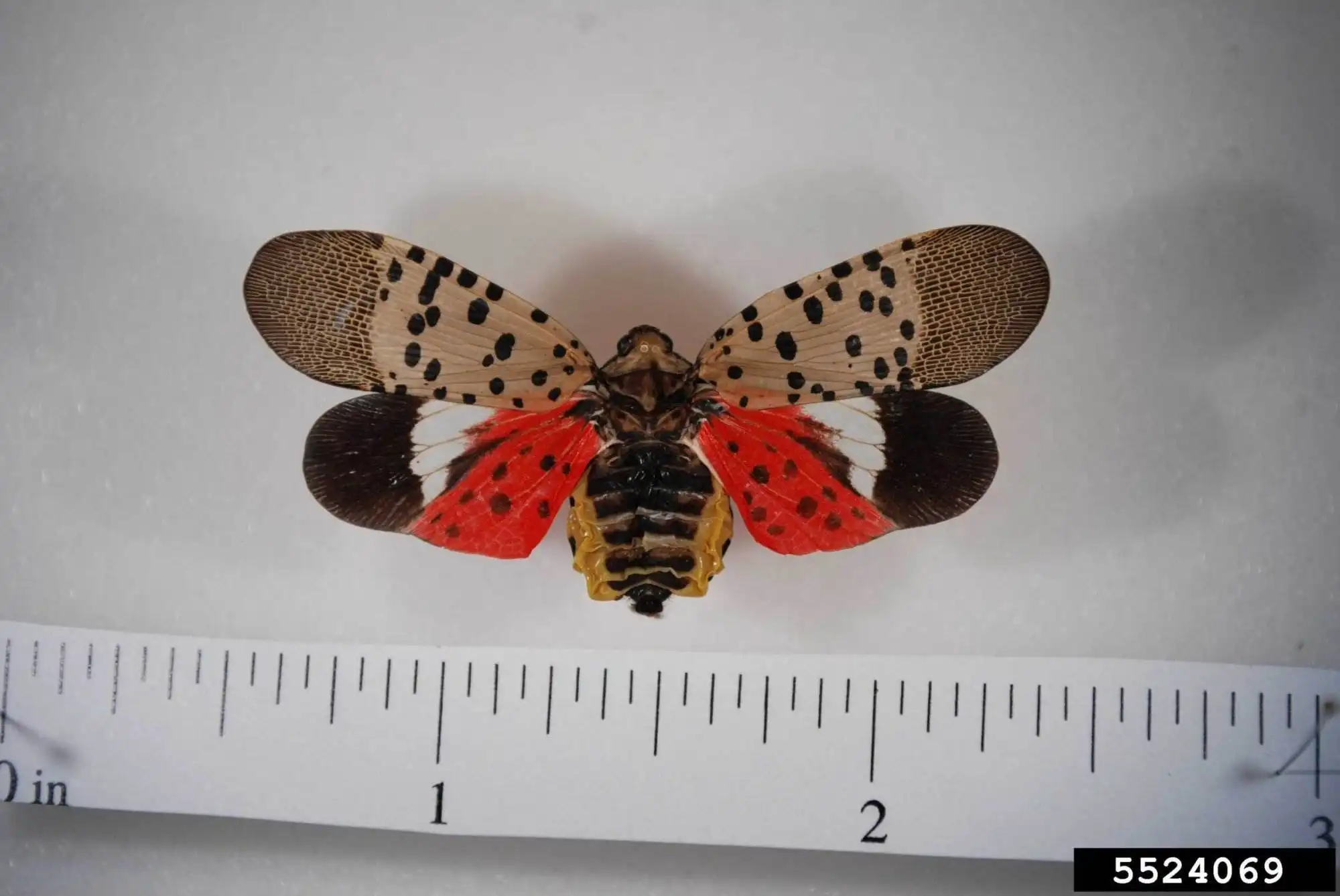 spotted lanternfly
