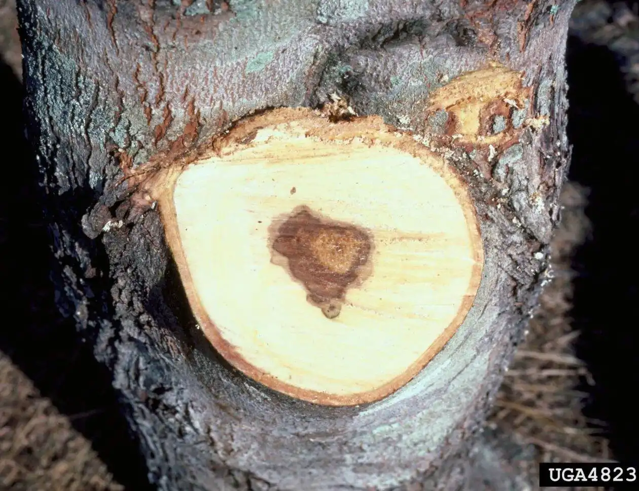 wood decay in silver maple