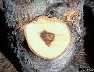 wood decay in silver maple