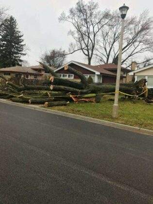 Residential Tree Service