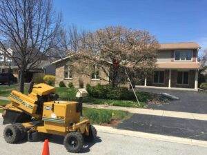 tree shaping Chicago suburbs
