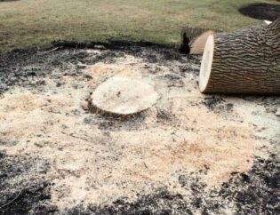 tree stump removal