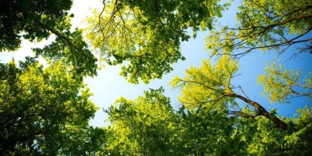 Spring Tree Care