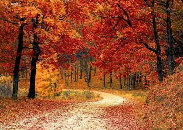 Trees In Autumn