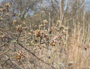 Boxeleder Flowers