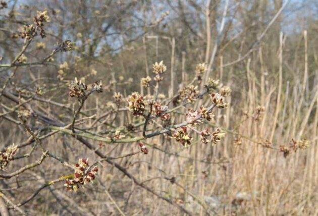 Boxeleder Flowers