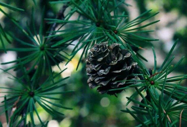 Pruning Evergreen Trees