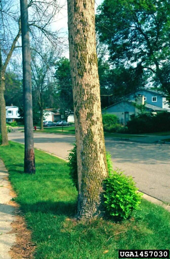 climate change and eab