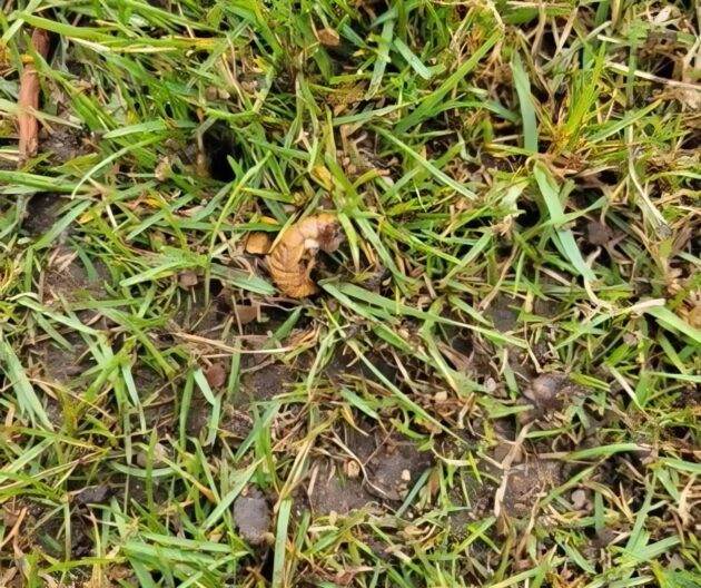 cicada in the grass