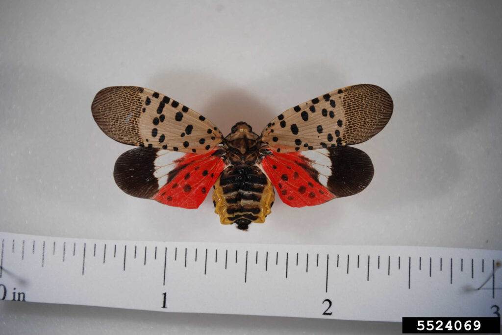 spotted lanternfly