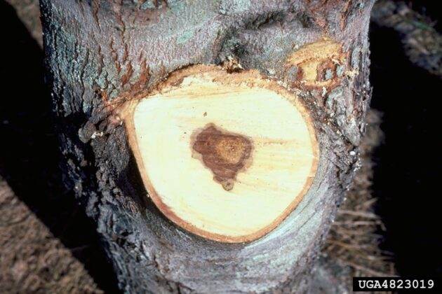 wood decay in silver maple