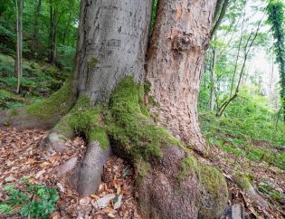 tree roots