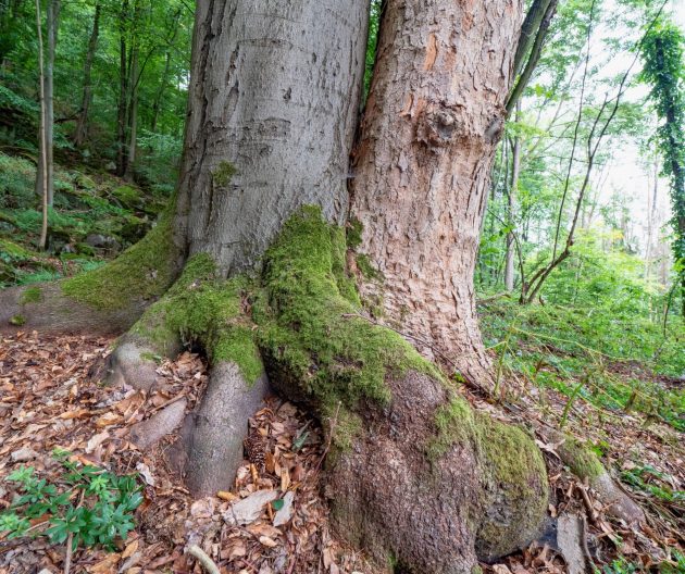 tree roots